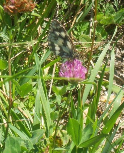 Farfalla (14)